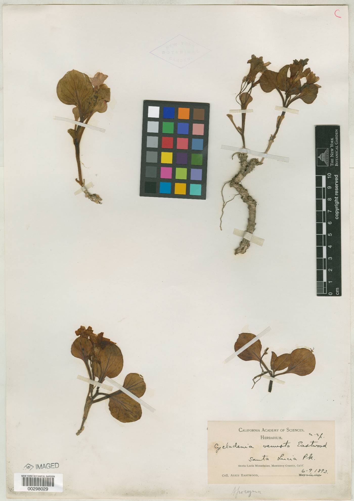 Cycladenia venusta image
