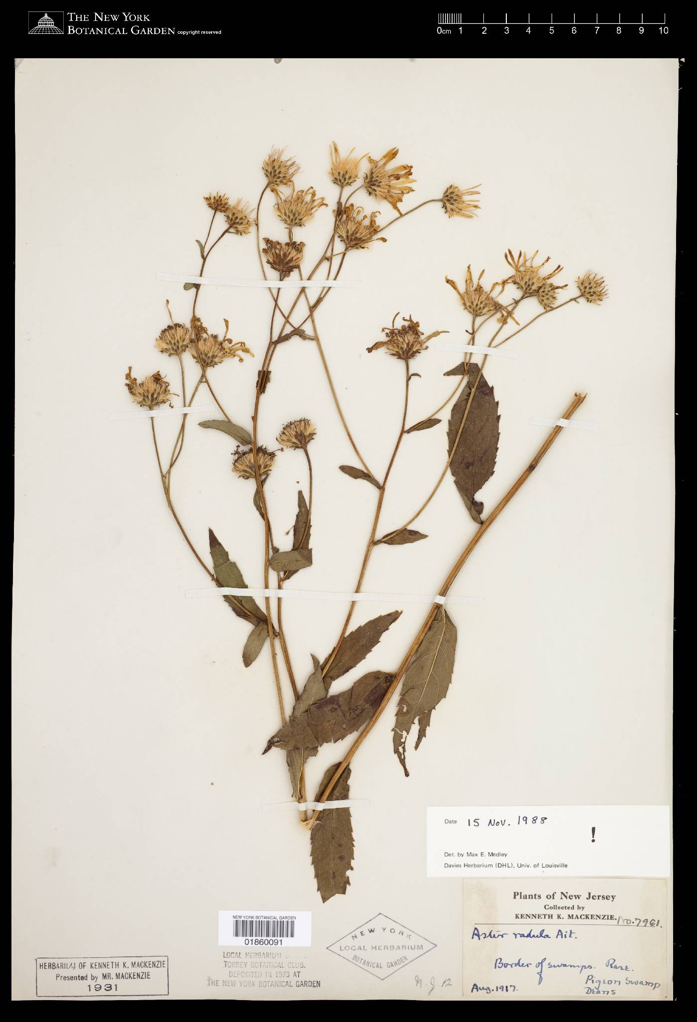 Eurybia radula image