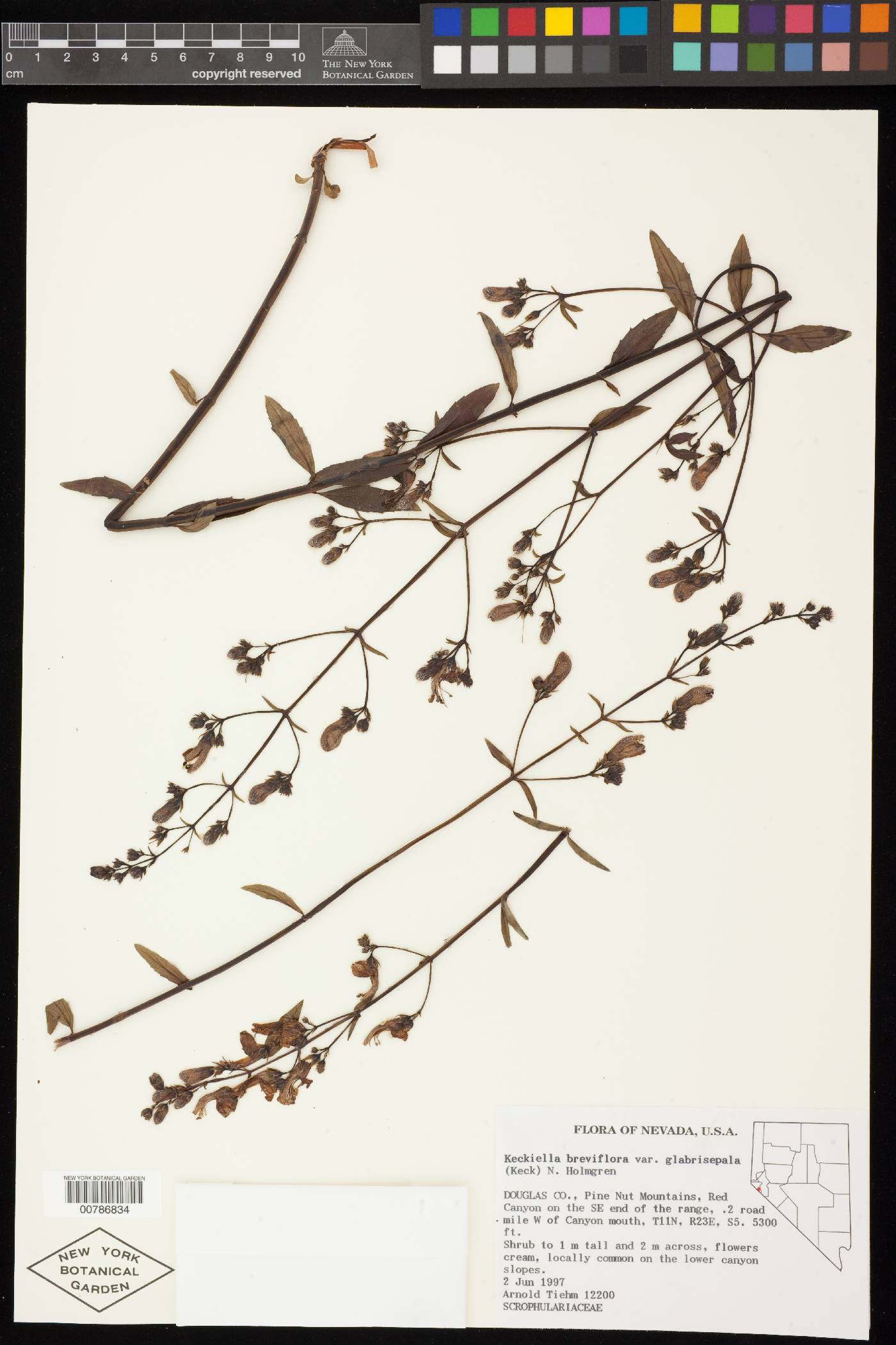 Keckiella breviflora var. glabrisepala image