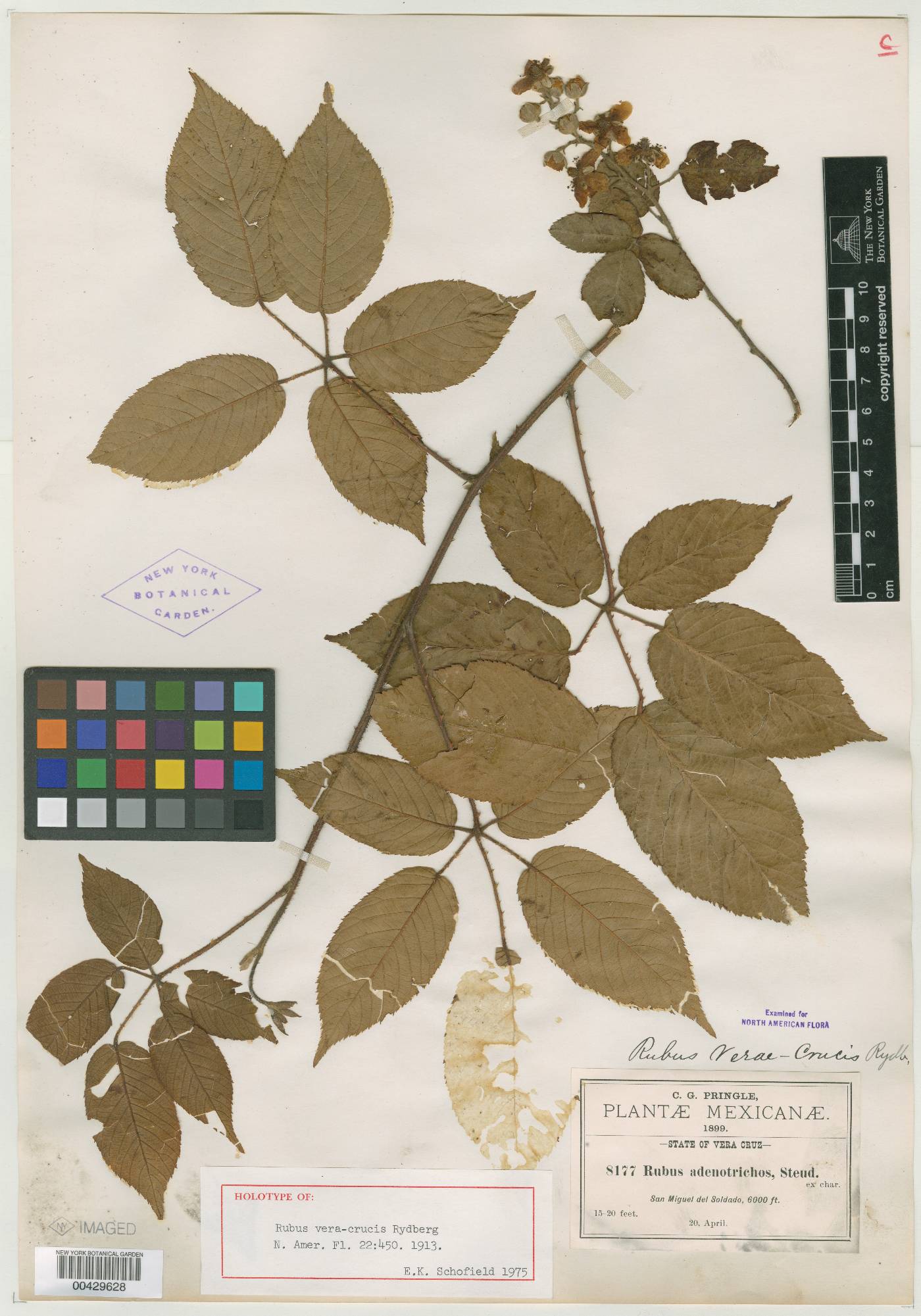 Rubus verae-crucis image