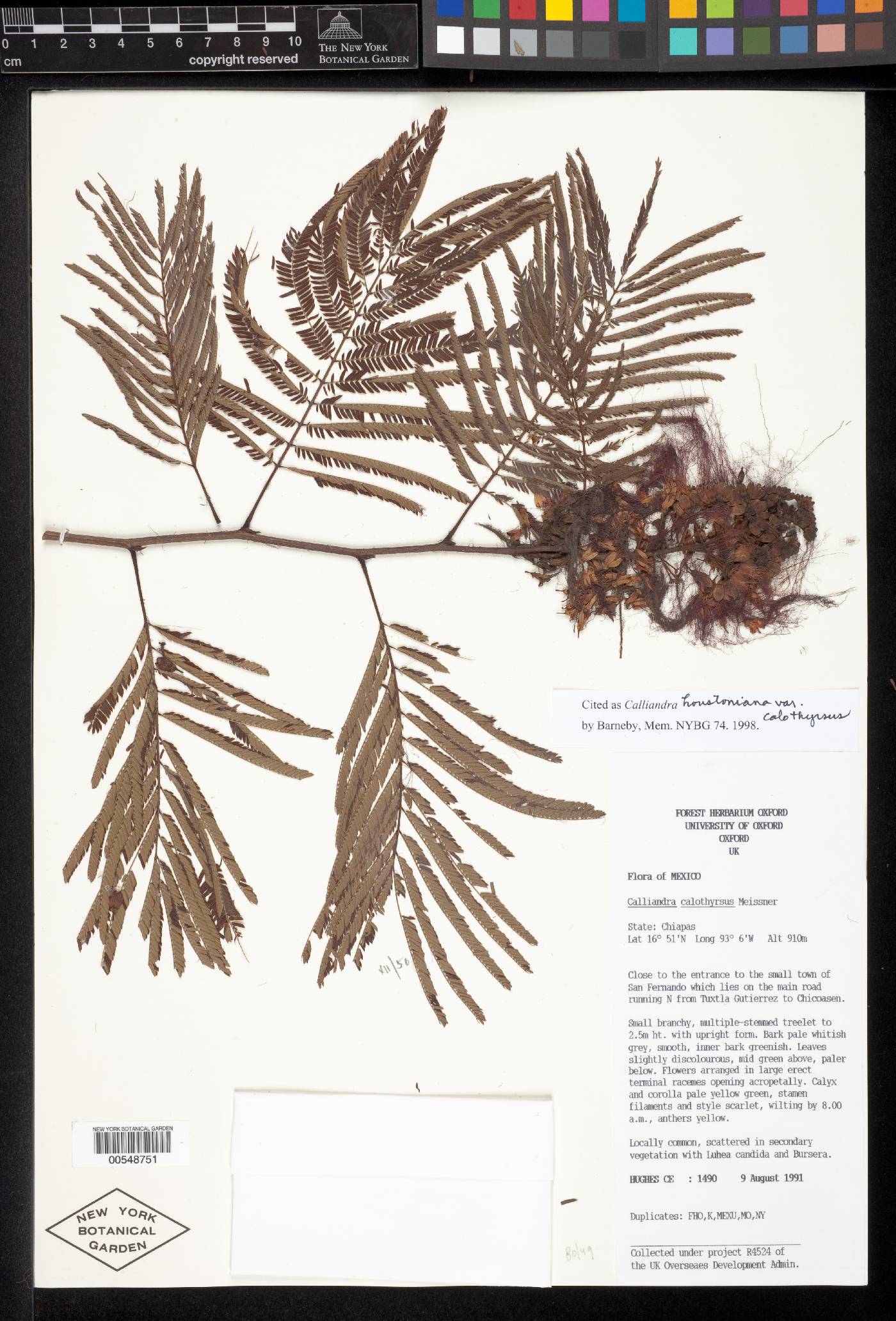 Calliandra houstoniana var. calothyrsus image