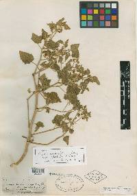 Physalis hederifolia image