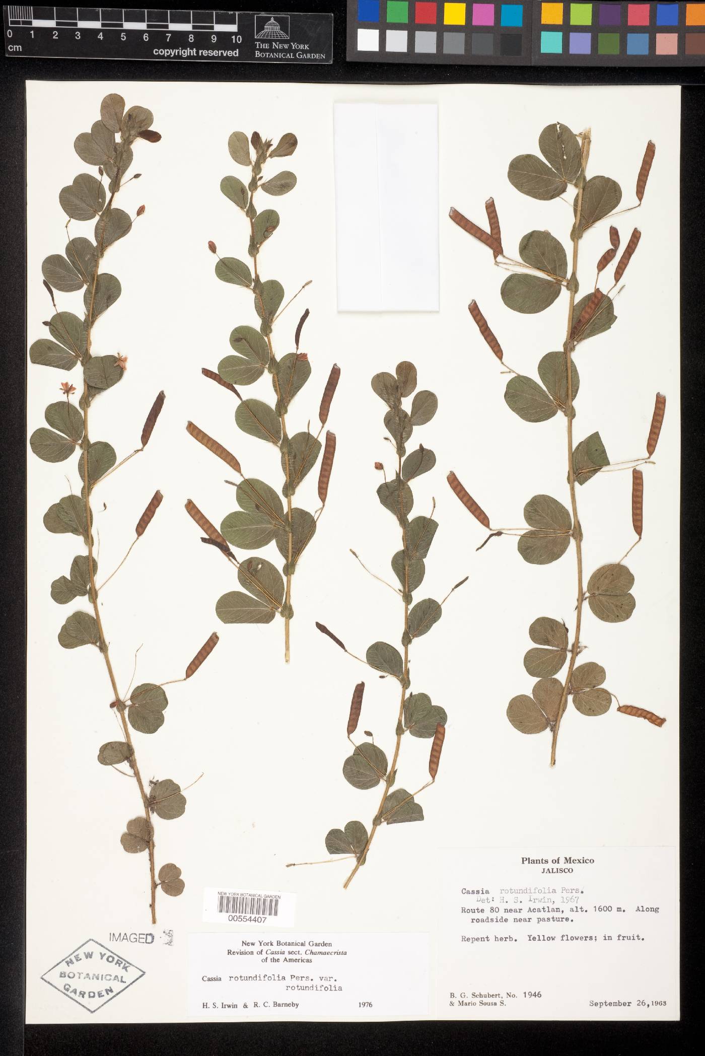 Chamaecrista rotundifolia var. rotundifolia image