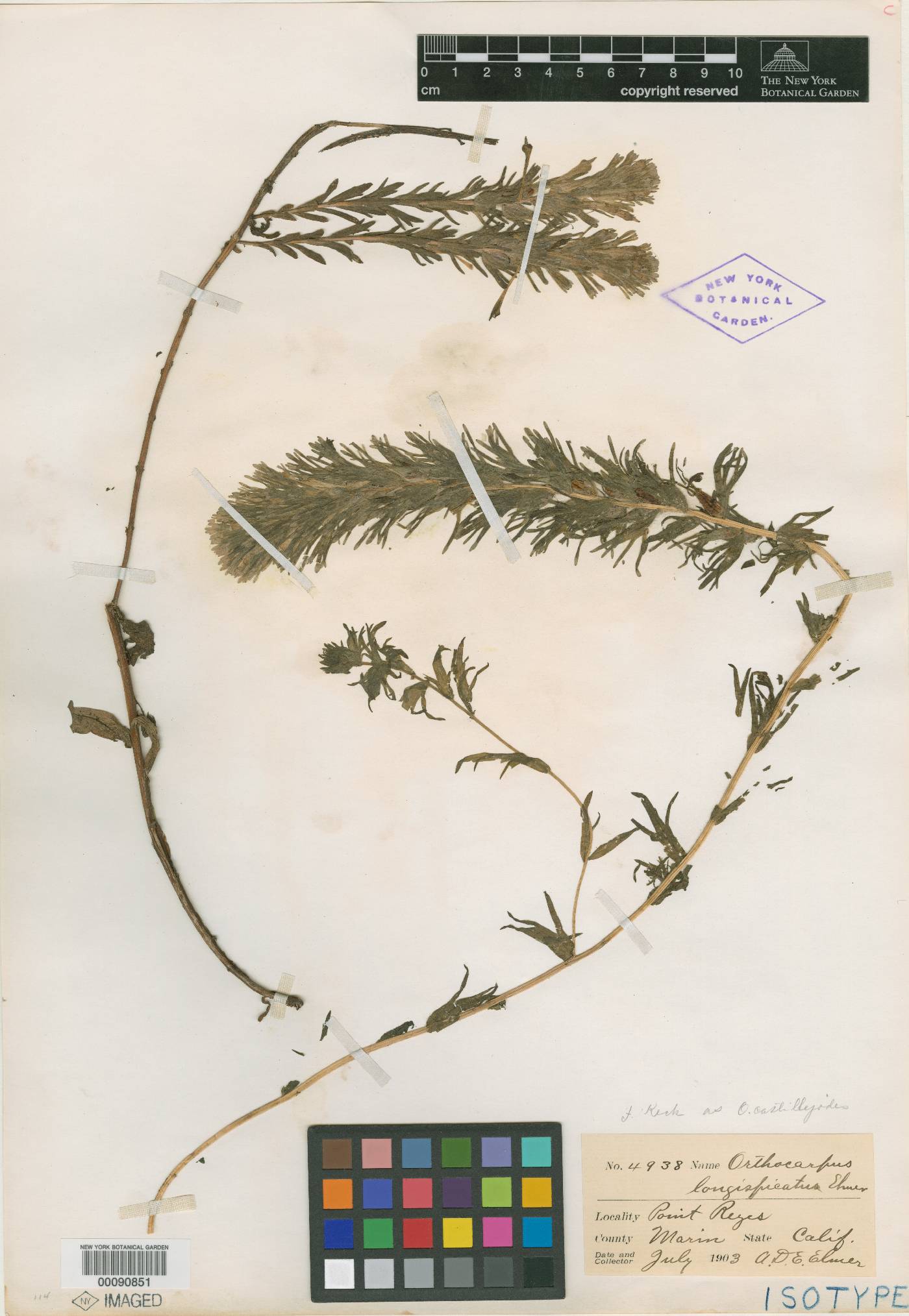 Orthocarpus longispicatus image