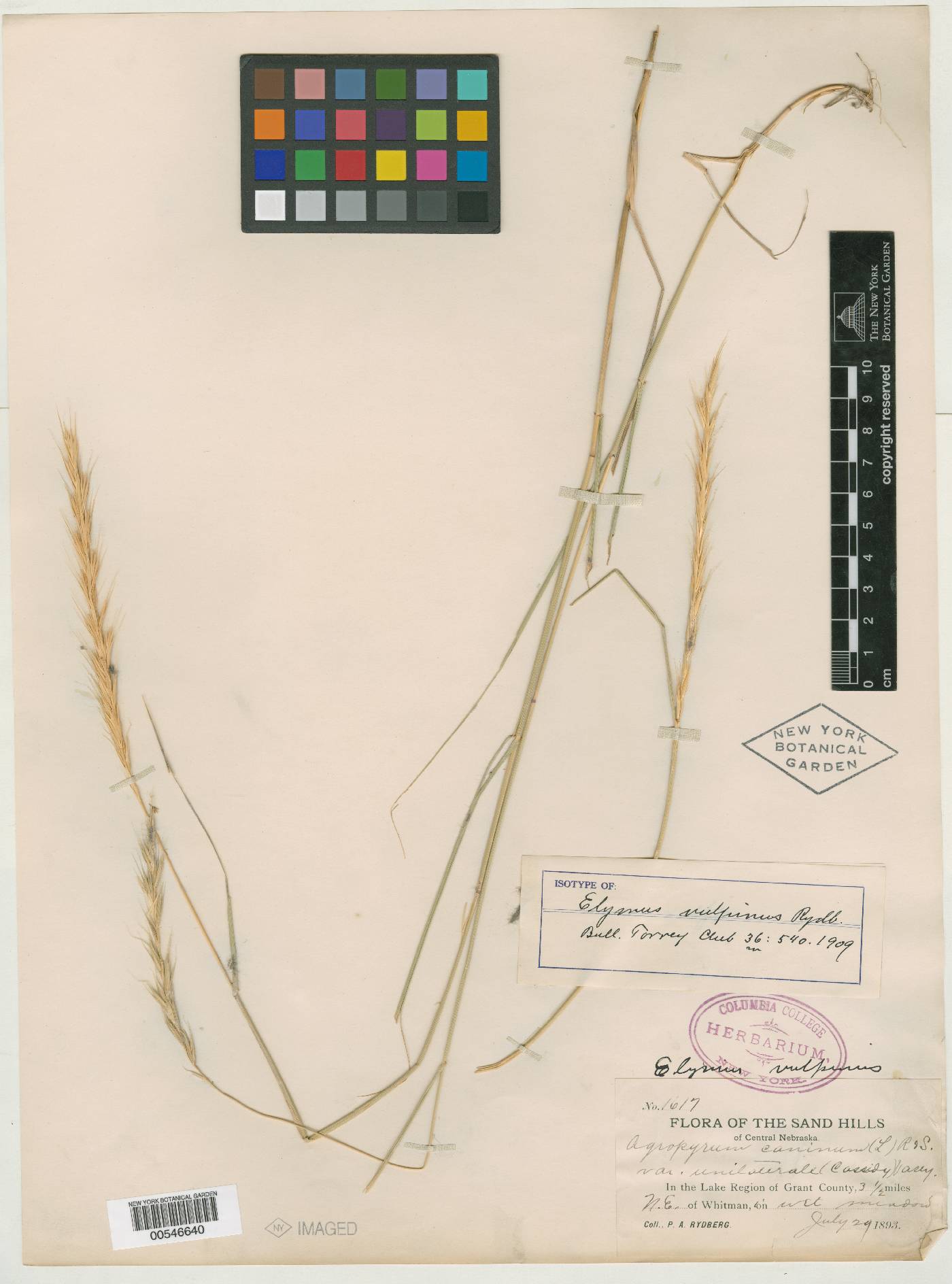Elymus vulpinus image