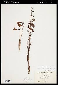 Penstemon barbatus subsp. torreyi image