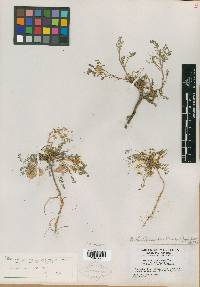 Astragalus kernensis image