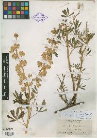 Lupinus lignipes image