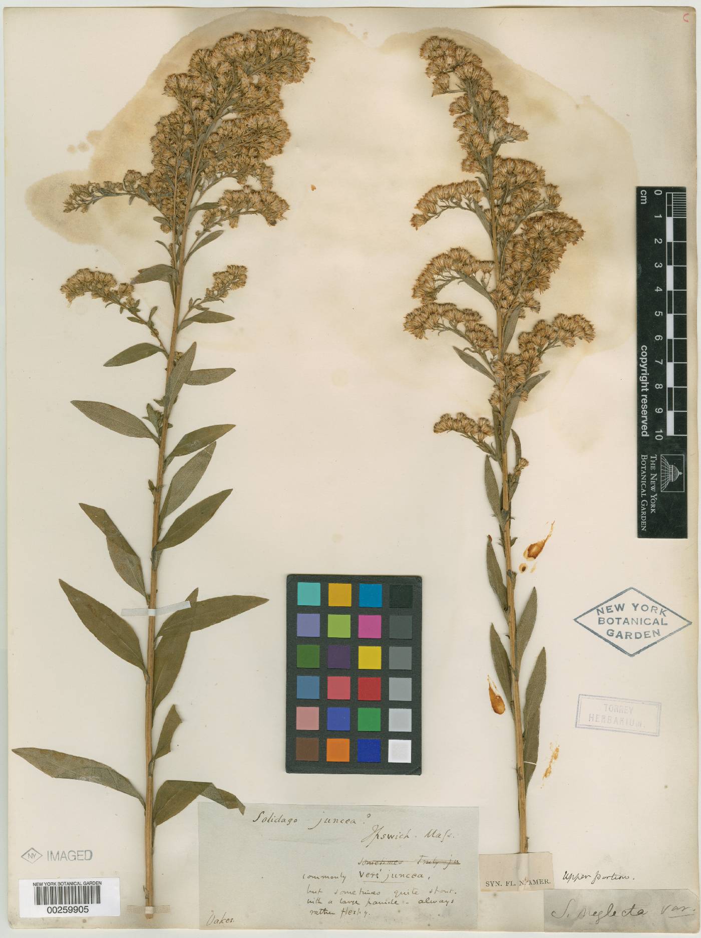 Solidago neglecta image