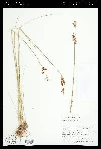 Juncus tenuis var. tenuis image