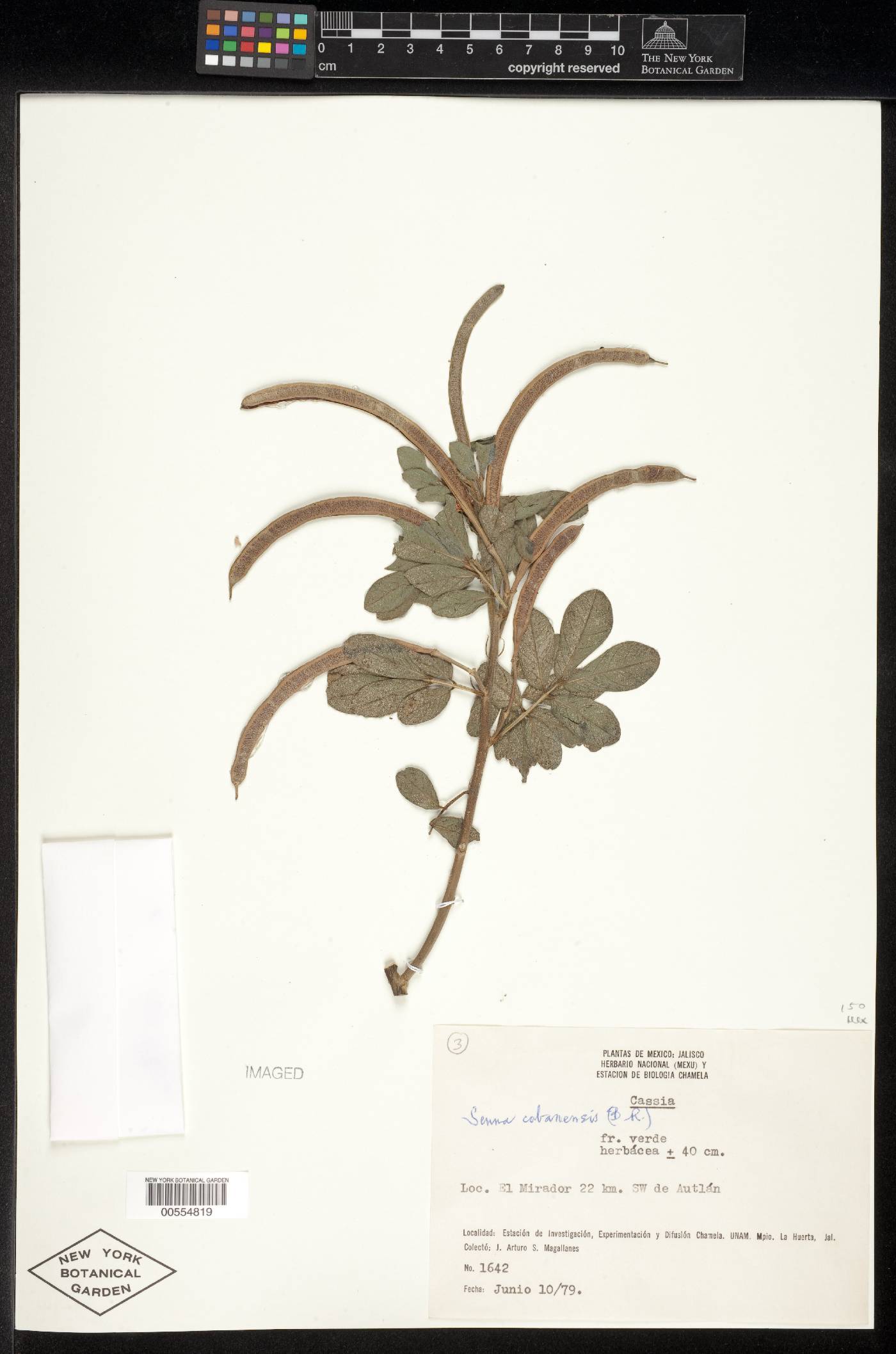 Senna cobanensis image