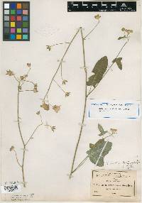 Anoda paniculata image