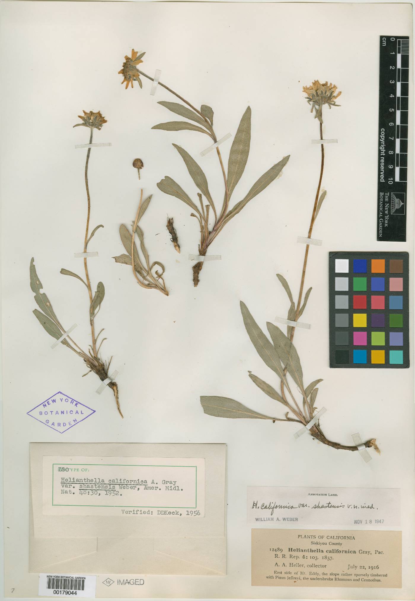 Helianthella californica var. shastensis image