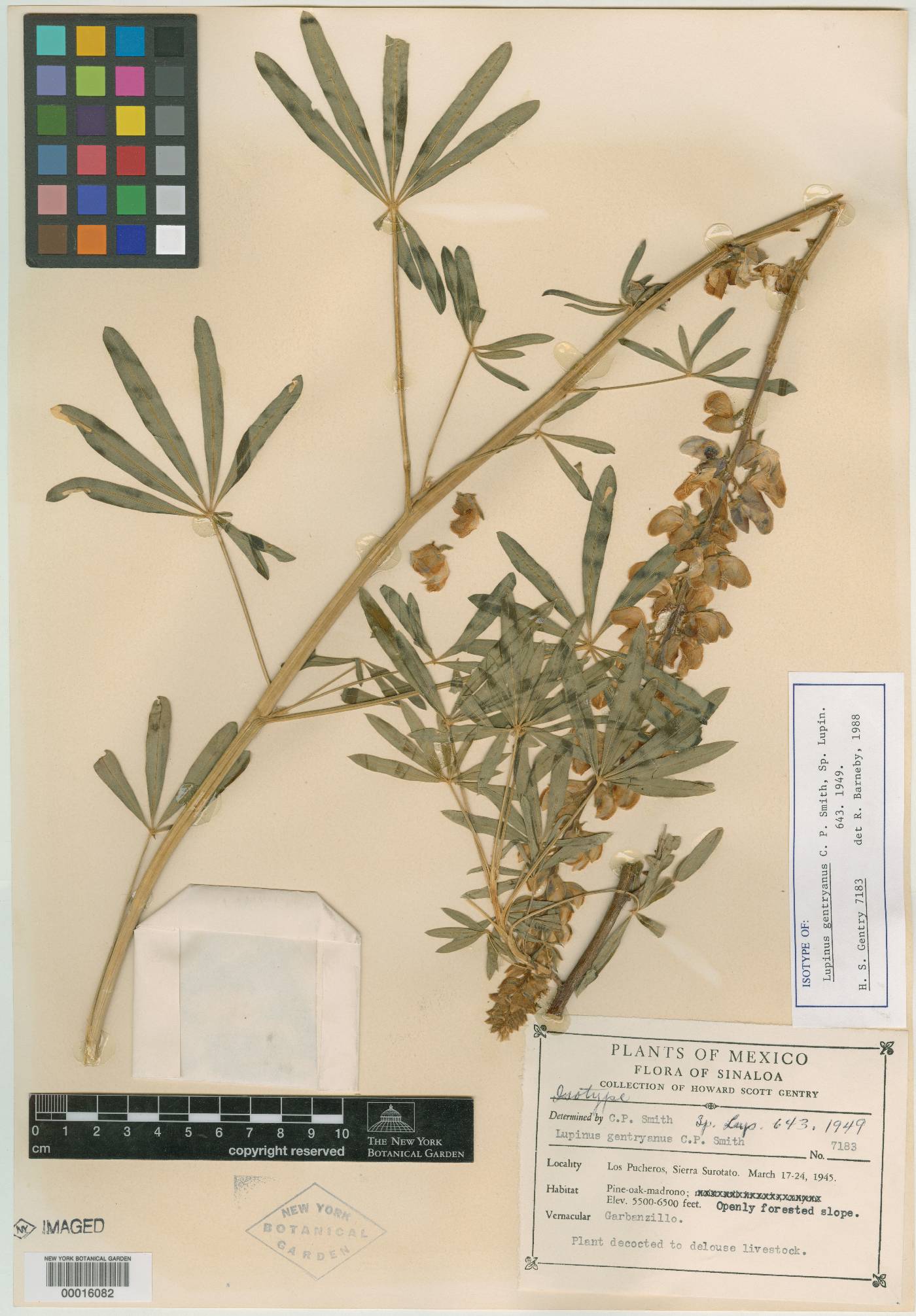 Lupinus gentryanus image