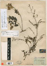 Media resource of Serjania cambessedeana