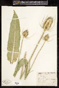 Dipsacus fullonum image