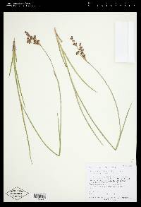 Juncus saximontanus image