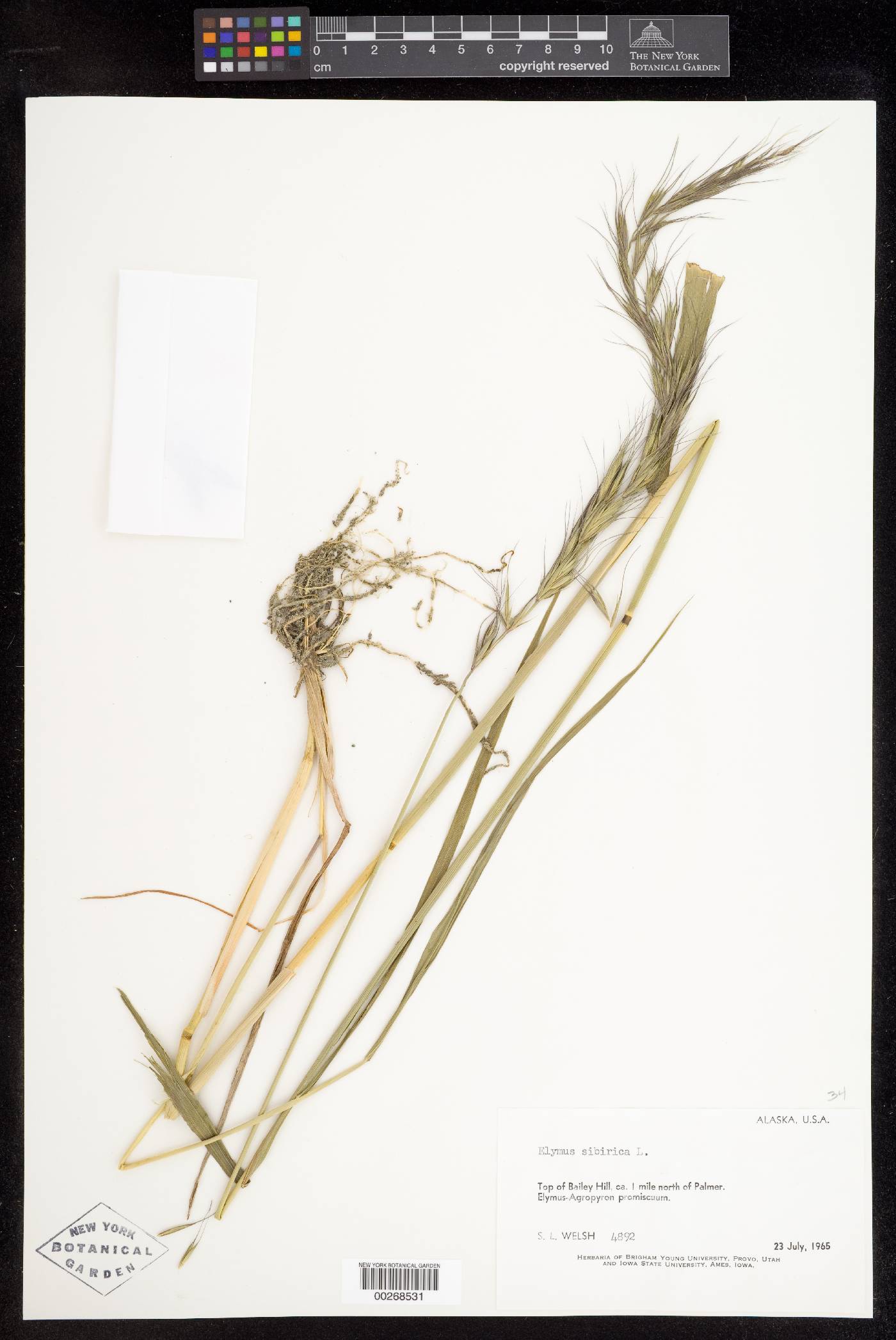 Elymus sibiricus image