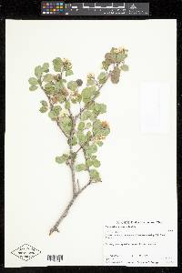 Amelanchier utahensis image