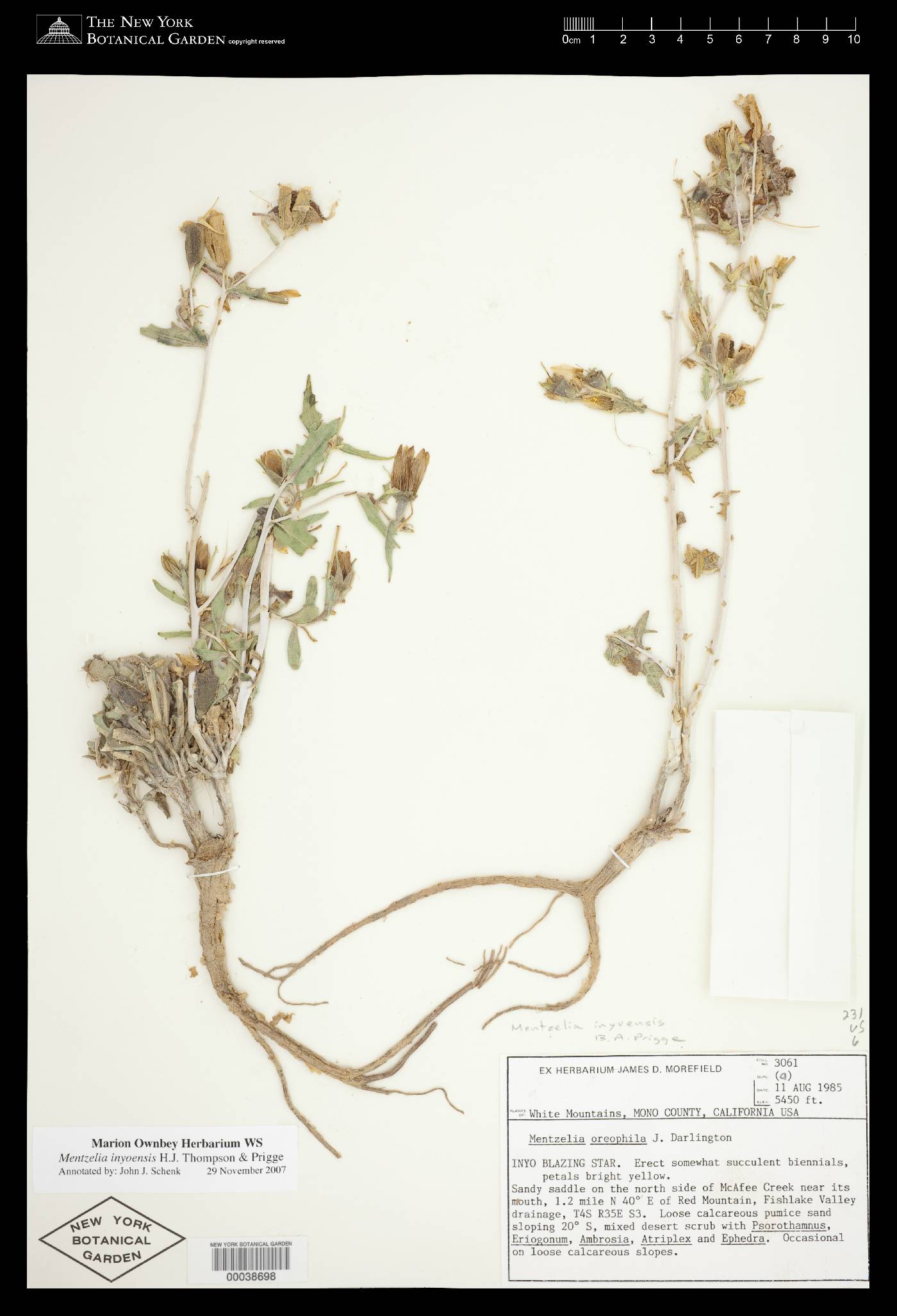 Mentzelia inyoensis image