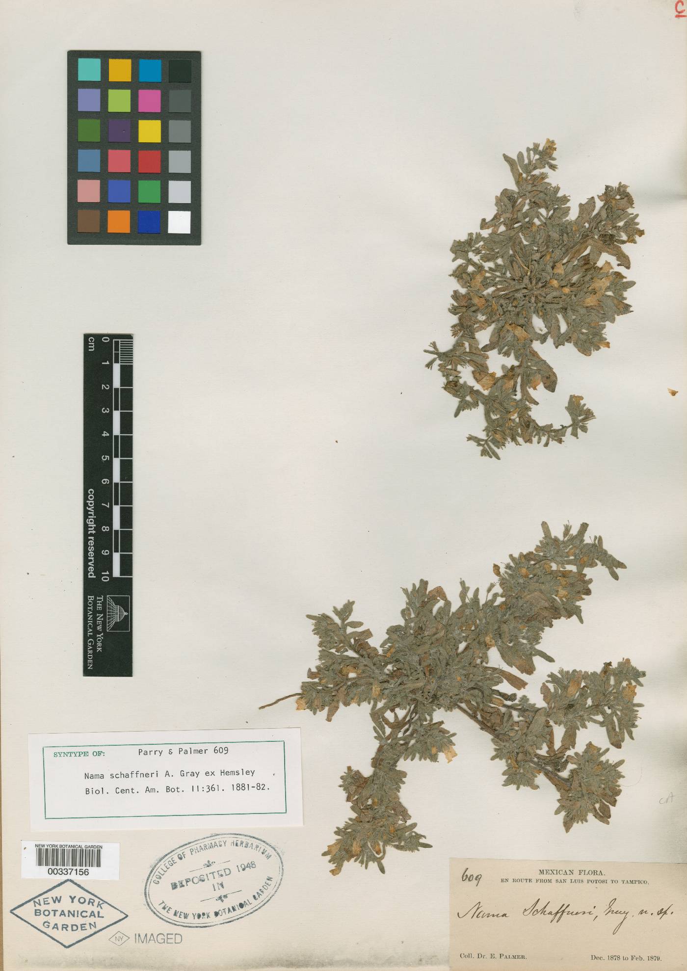 Nama schaffneri image