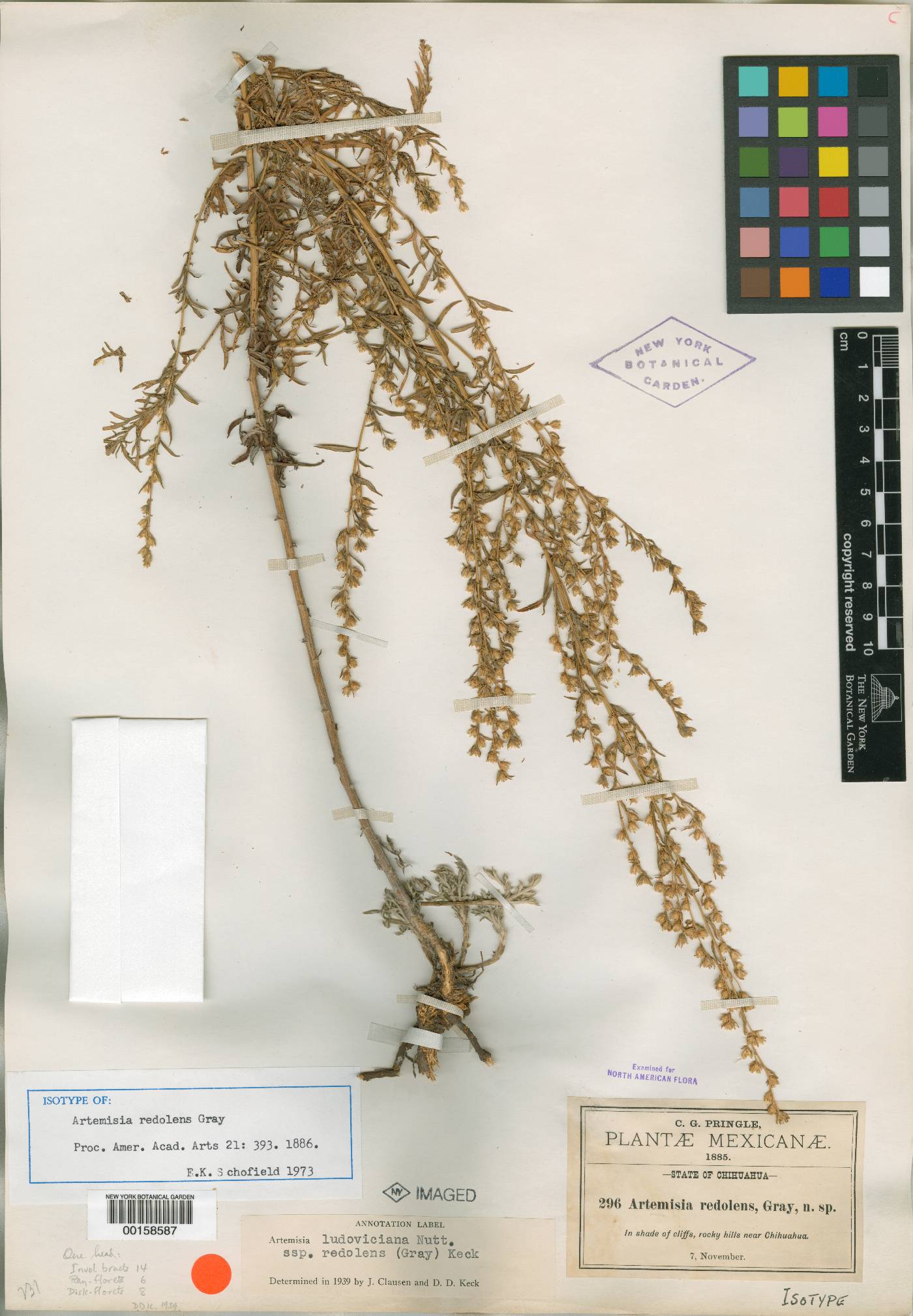 Artemisia ludoviciana subsp. redolens image