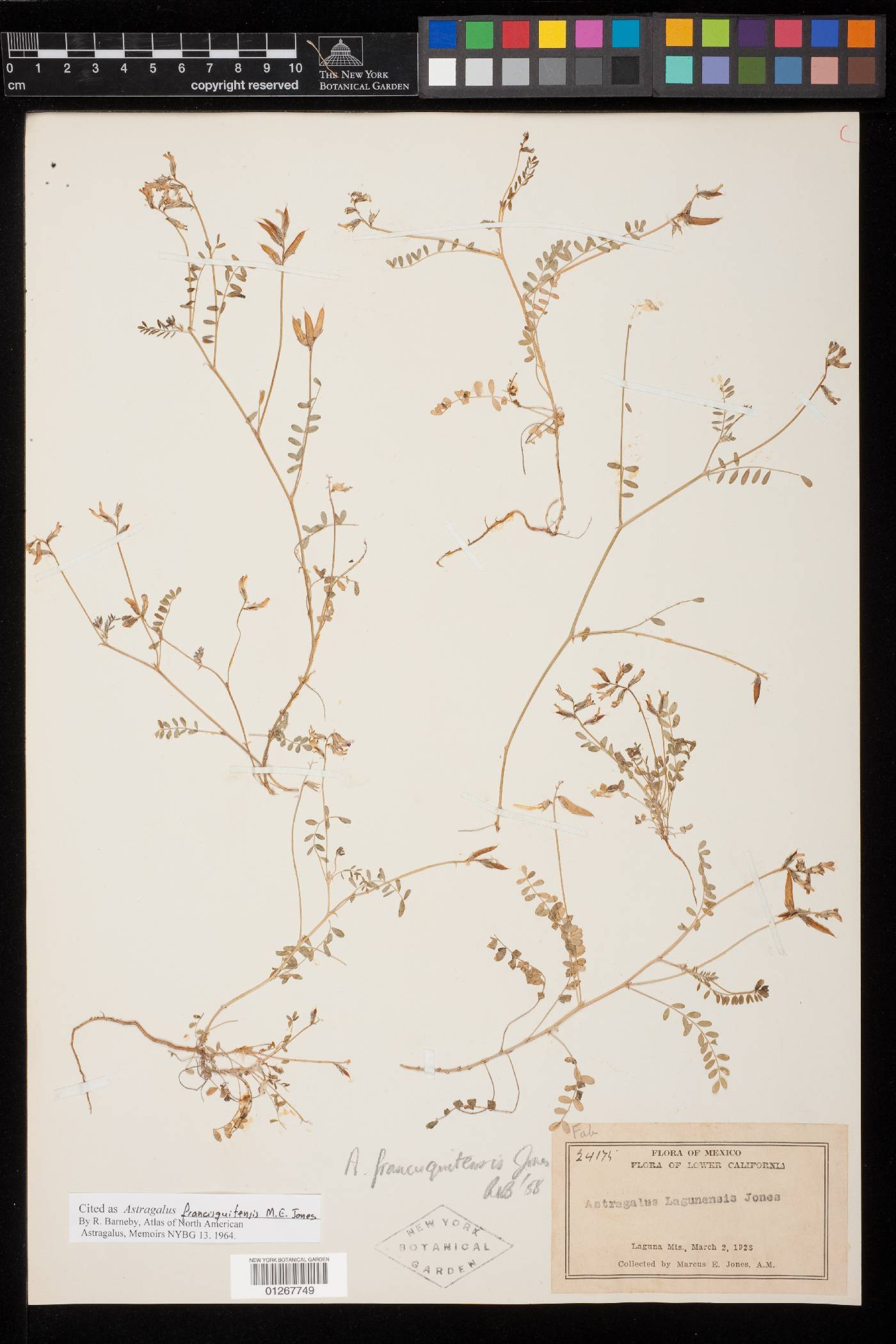 Astragalus francisquitensis image