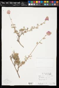 Dalea bicolor var. orcuttiana image