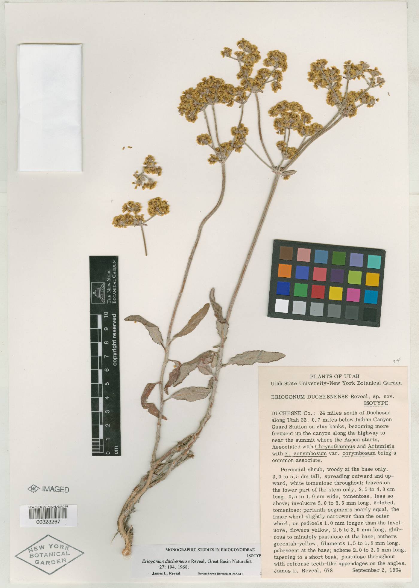 Eriogonum duchesnense image