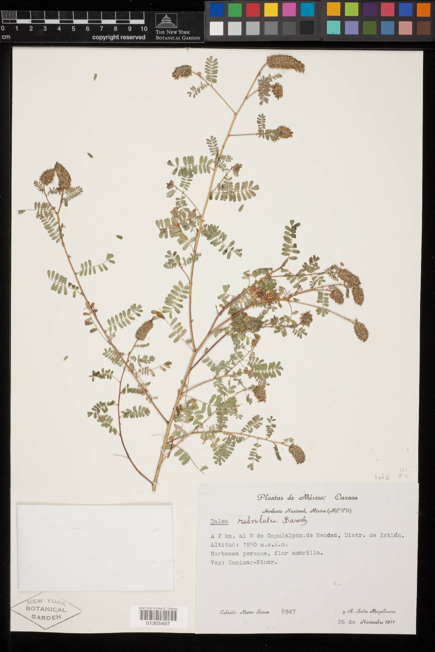 Dalea rubrolutea image