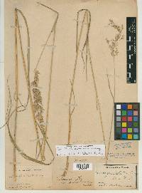 Calamagrostis perplexa image
