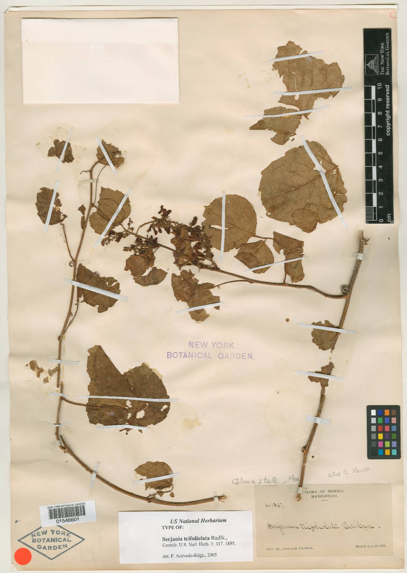 Serjania trifoliolata image