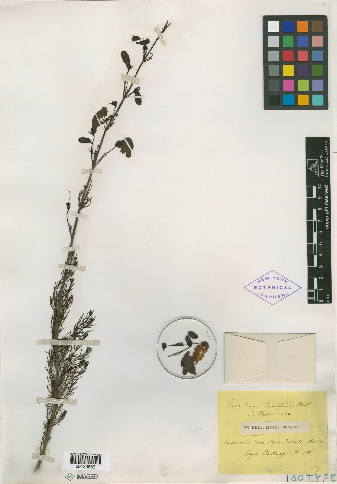 Penstemon tenuifolius image