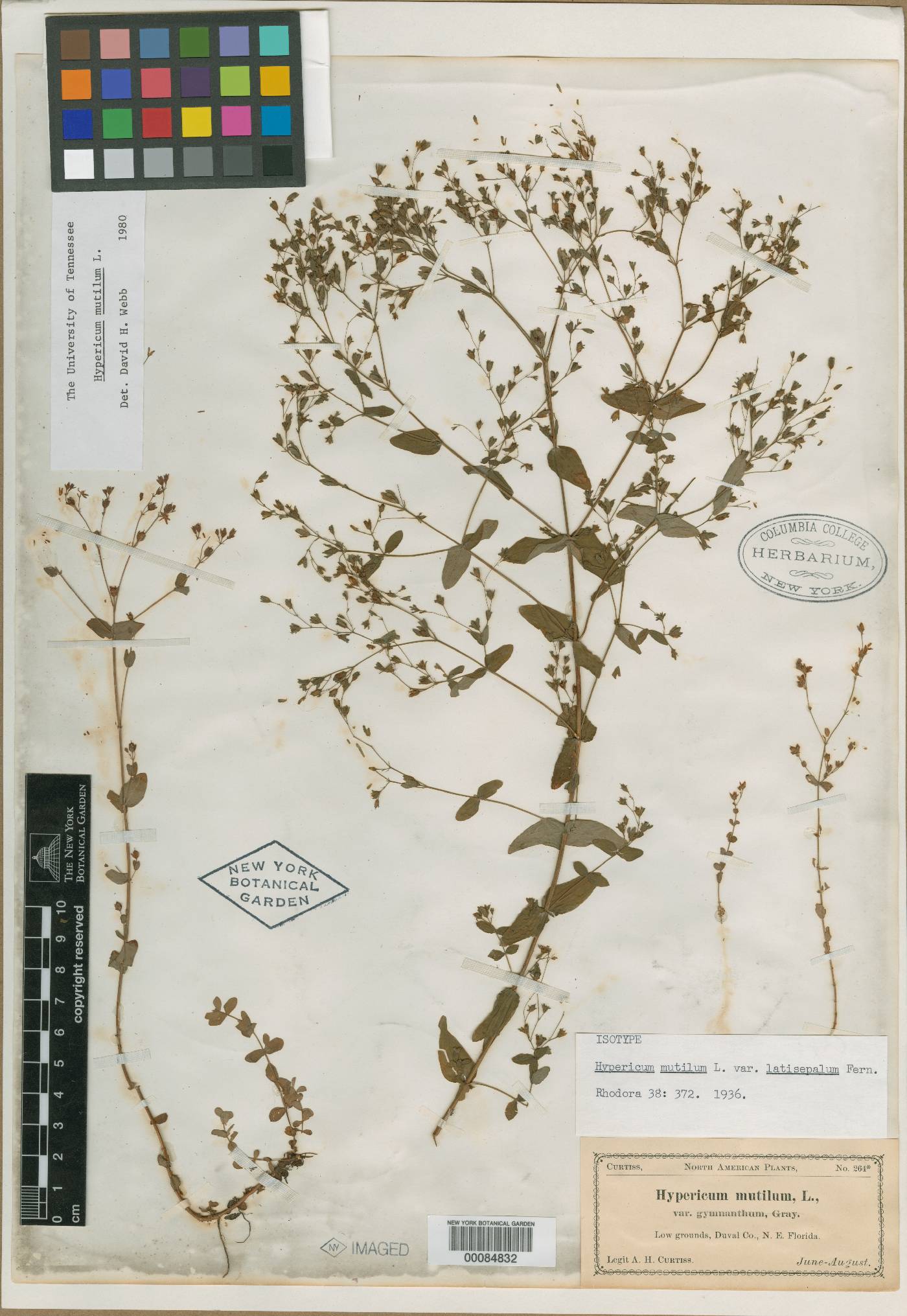 Hypericum mutilum var. latisepalum image
