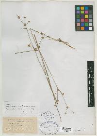 Juncus subcaudatus image