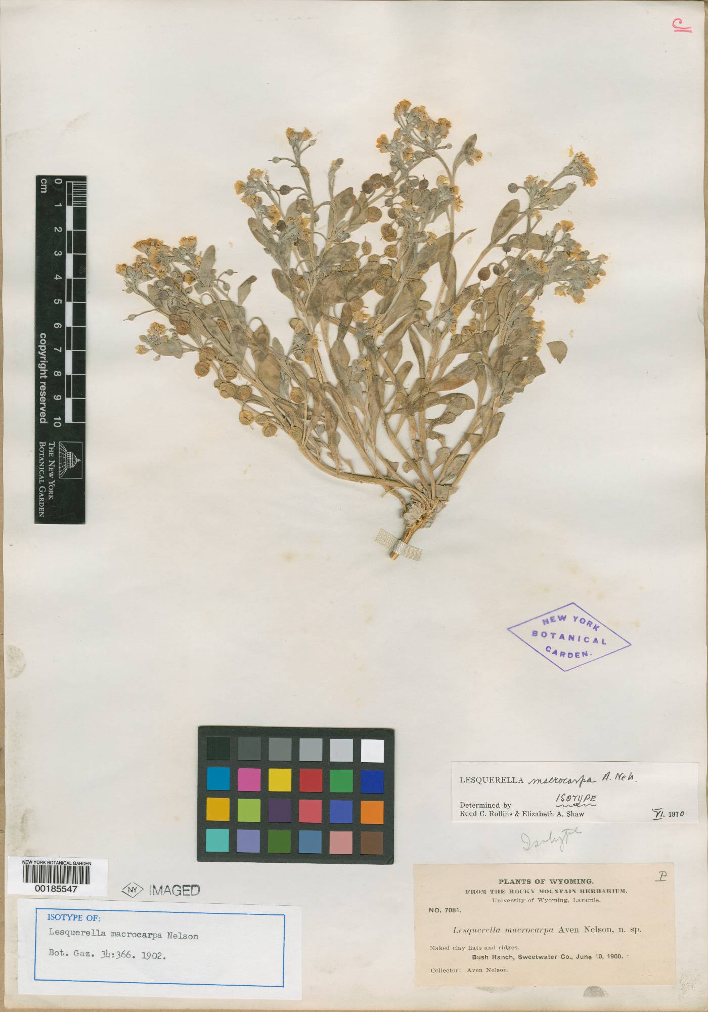 Physaria macrocarpa image