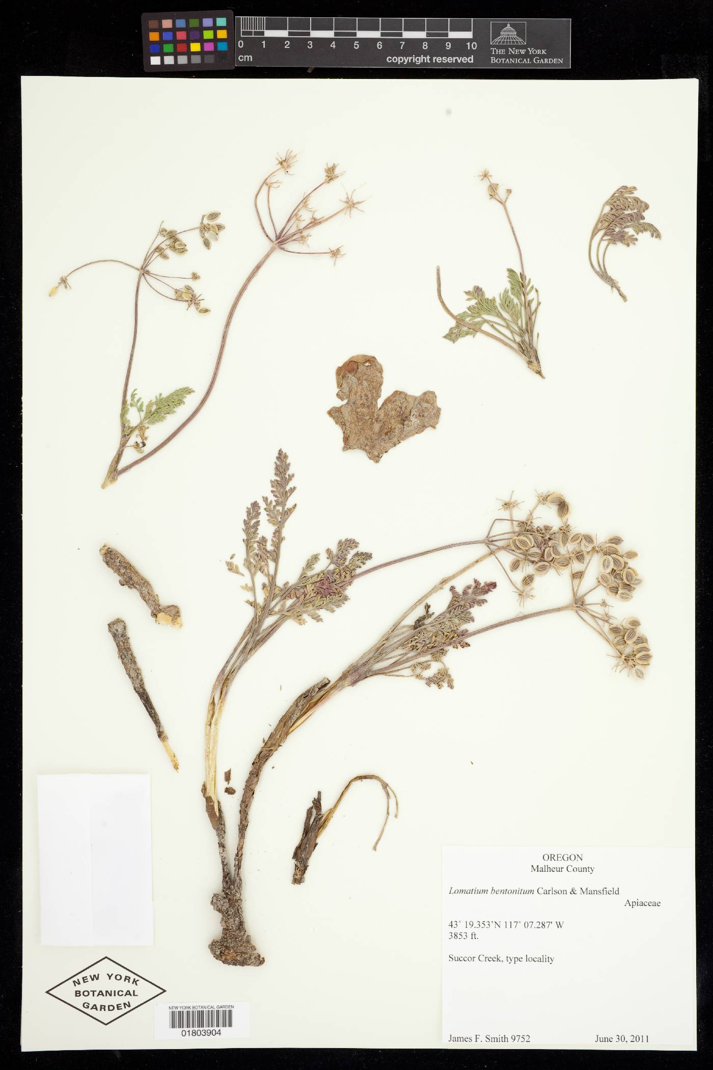 Lomatium bentonitum image