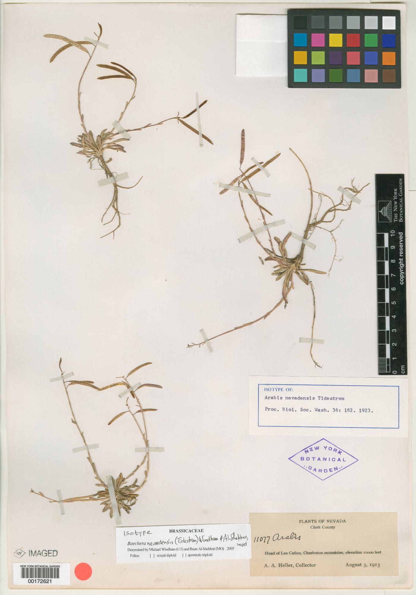 Arabis pendulina var. pendulina image