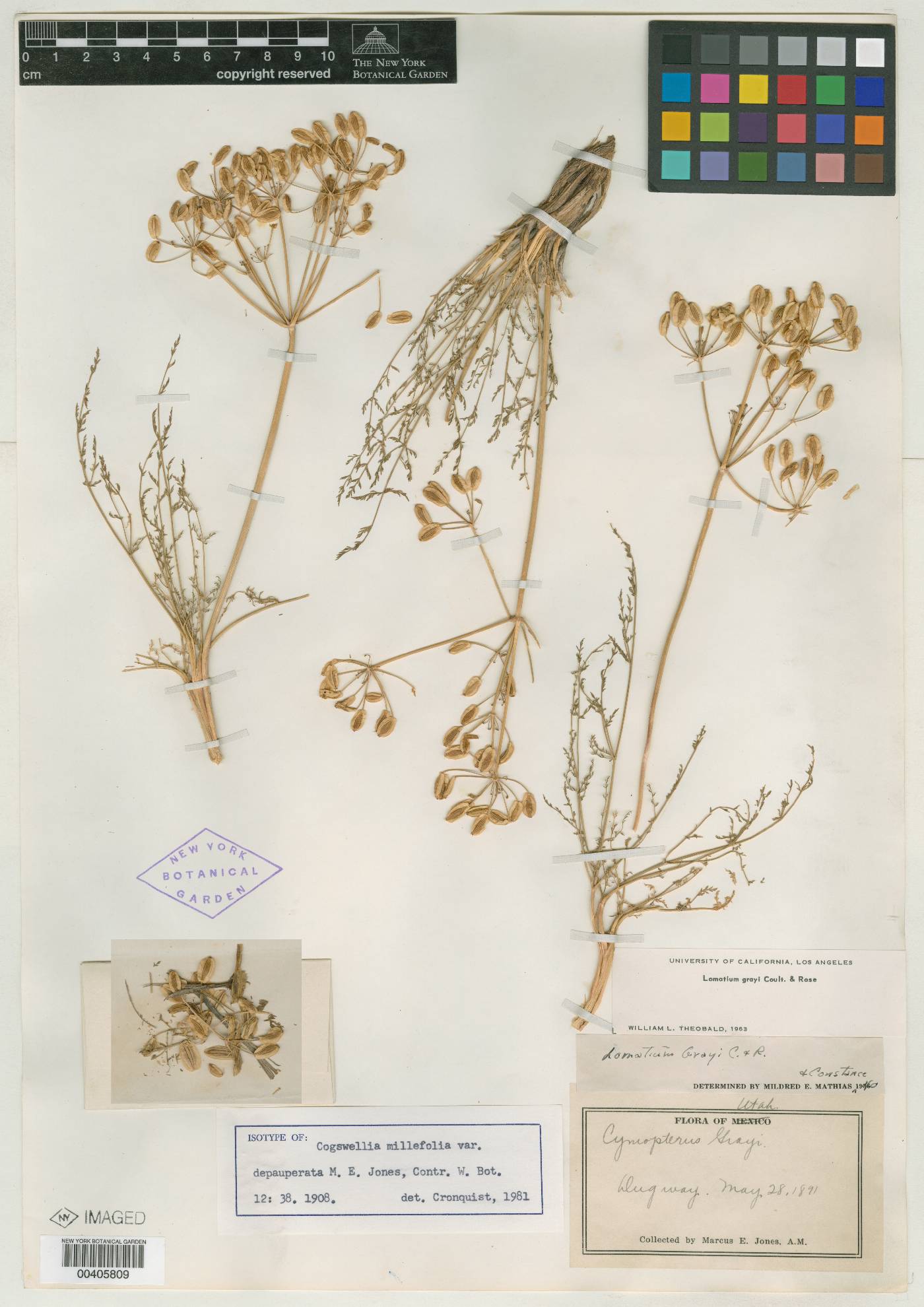 Cogswellia millefolia var. depauperata image