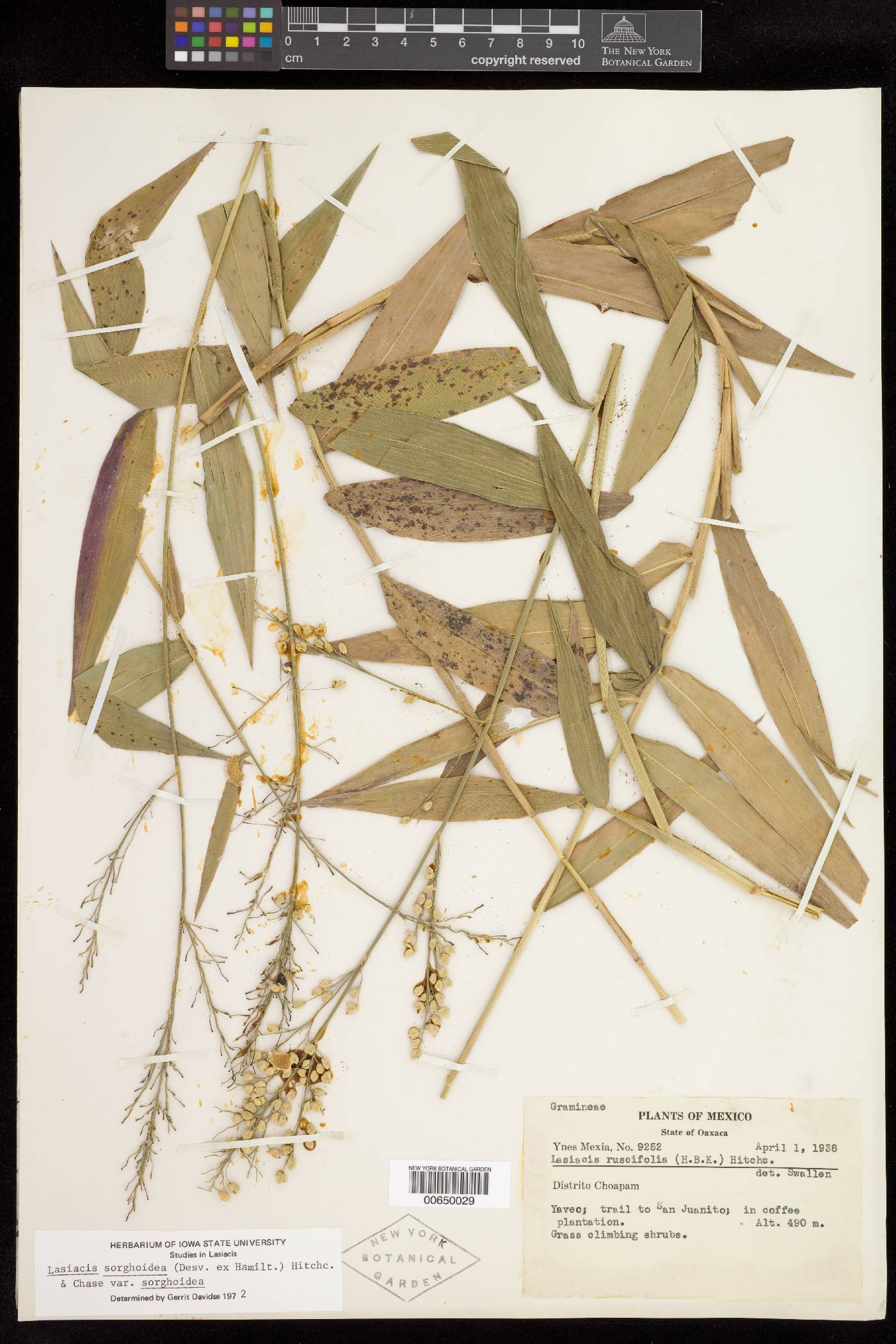 Lasiacis sorghoidea var. sorghoidea image