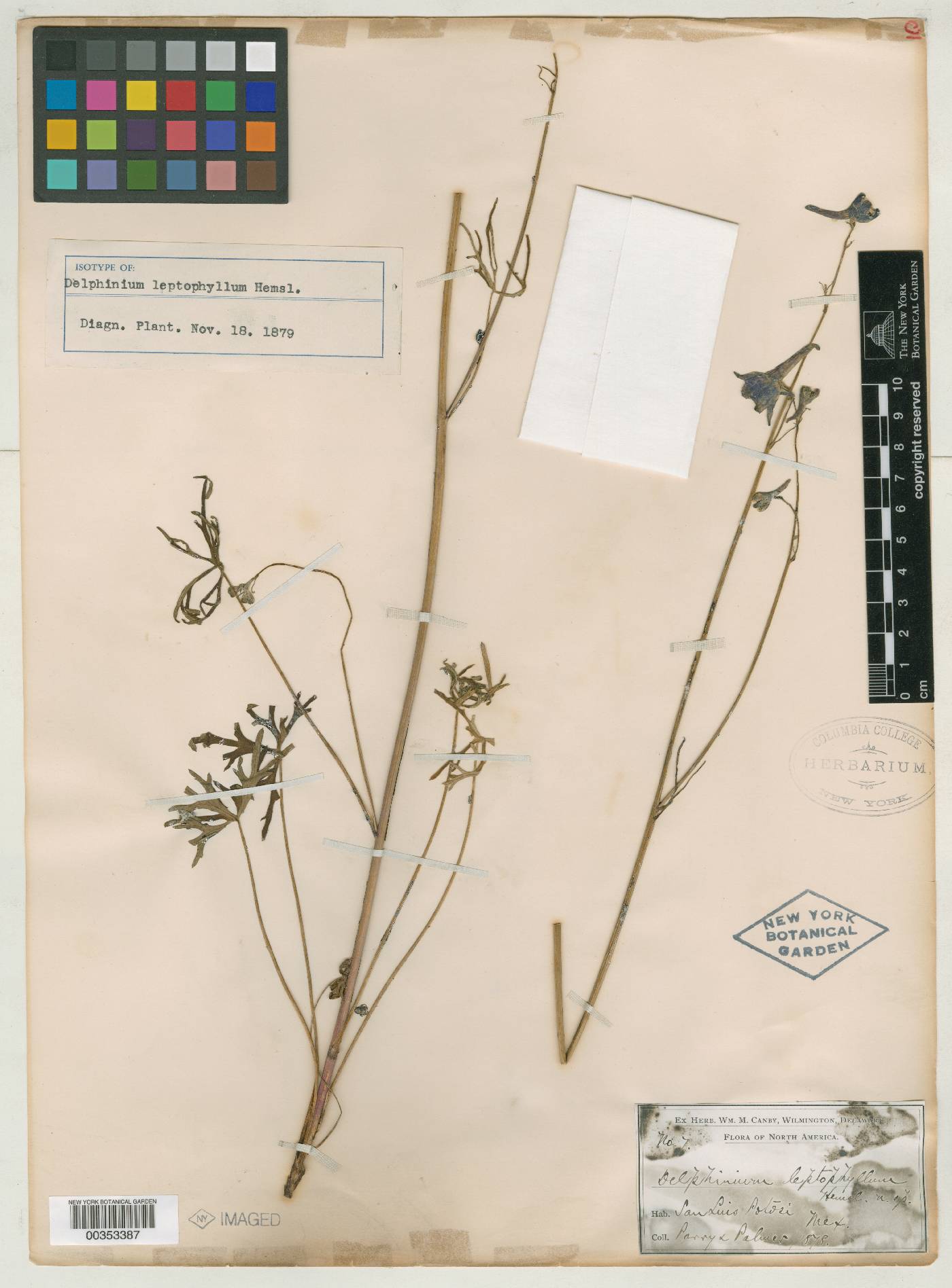 Delphinium leptophyllum image