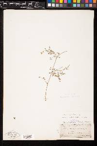 Astragalus sparsiflorus var. sparsiflorus image