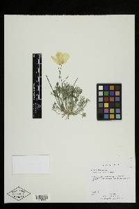 Eschscholzia glyptosperma image