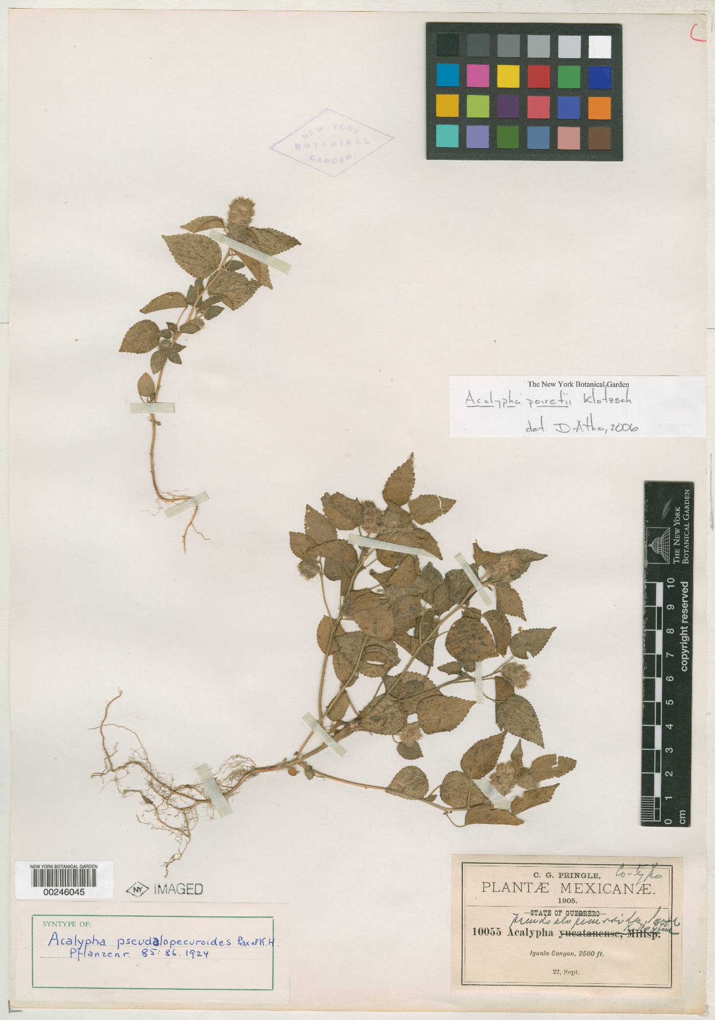 Acalypha pseudalopecuroides image