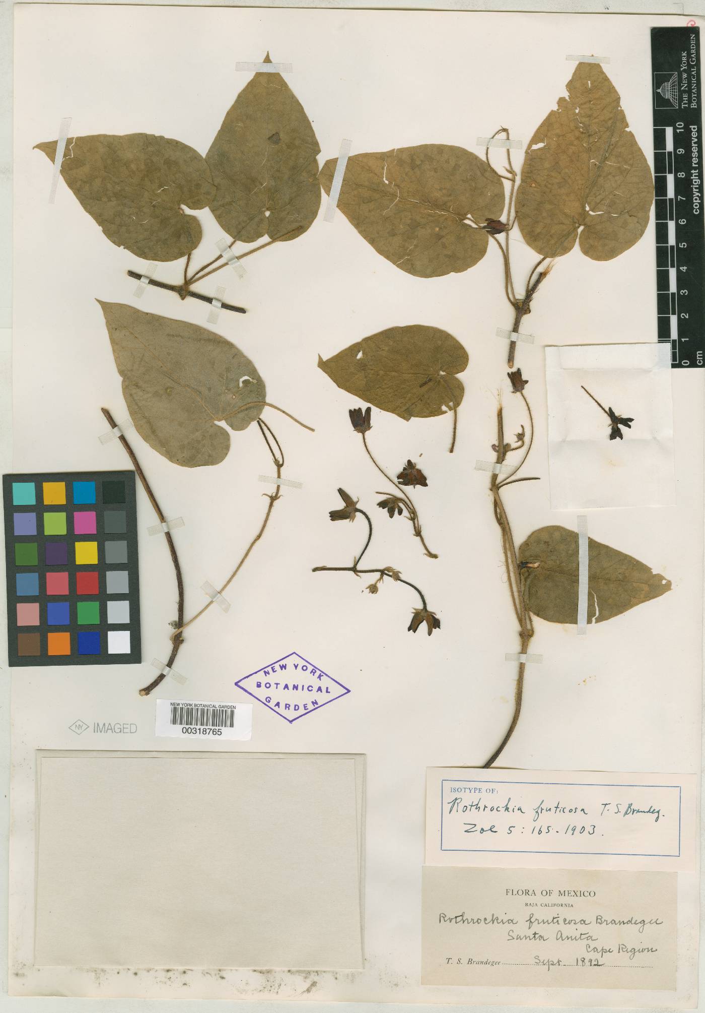 Matelea fruticosa image