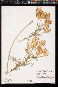 Astragalus tweedyi image