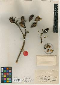 Hemerocallis middendorffii var. exaltata image