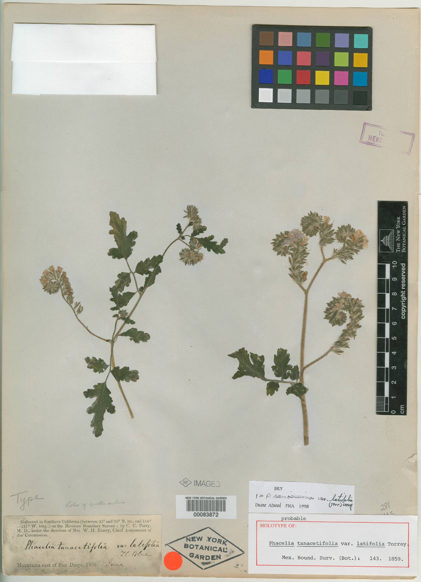 Phacelia tanacetifolia var. latifolia image
