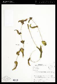 Potamogeton richardsonii image