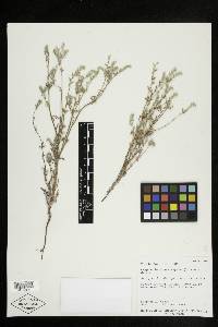 Cryptantha crassisepala image